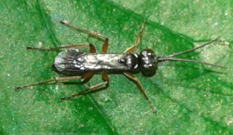 Pompilidae : Agenioideus sp.?